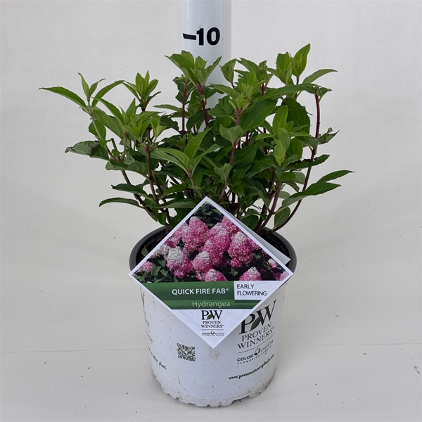 Hydrangea Paniculata Quick Fire Fab