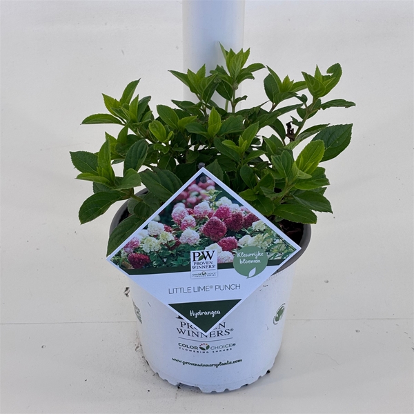 Hydrangea Paniculata Little Lime Punch
