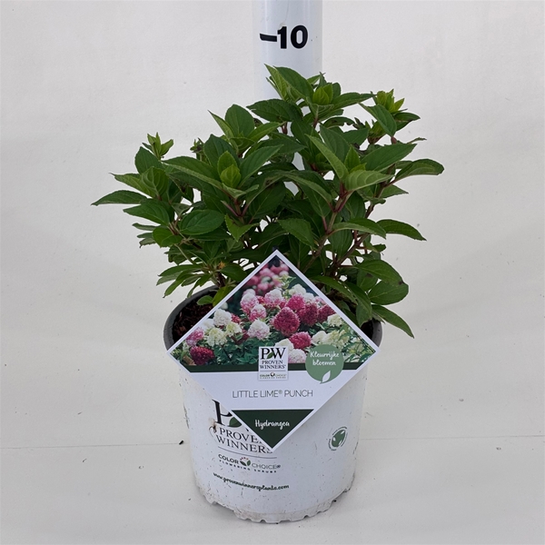 Hydrangea Paniculata Little Lime Punch