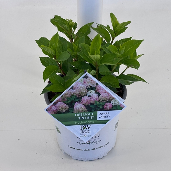 Hydrangea Paniculata Firelight Tiny Bit