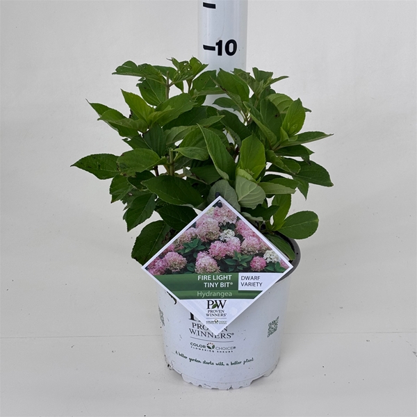Hydrangea Paniculata Firelight Tiny Bit