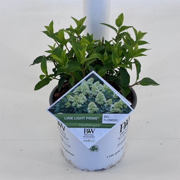 Hydrangea Paniculata Limelight Prime