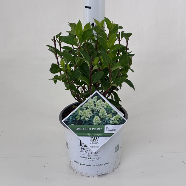 Hydrangea Paniculata Limelight Prime