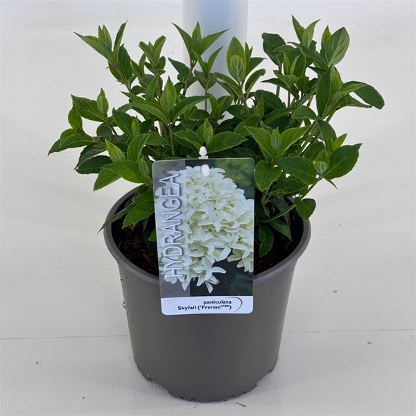 Hydrangea Paniculata Skyfall