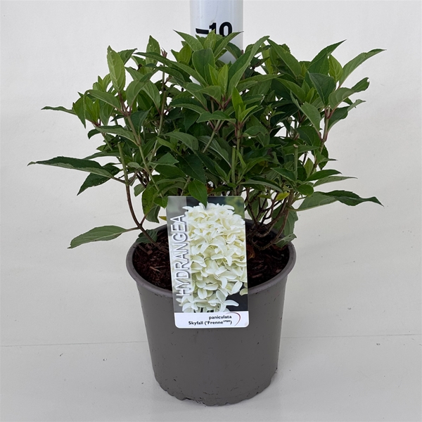 Hydrangea Paniculata Skyfall