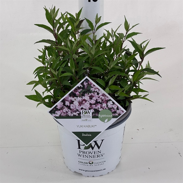 Deutzia Yuki Kabuki 