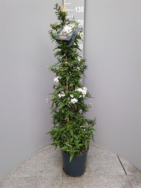 Solanum Jasminoides Pyramide