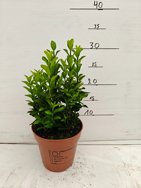 Euonymus Japonicus Green Spire