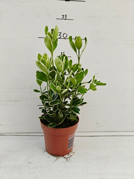 Euonymus Fortunei Silver Queen