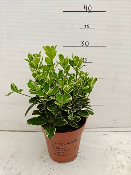 Euonymus Fortunei Silver Queen