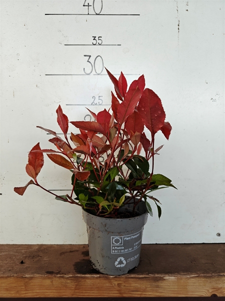 Photinia Little Red Robin