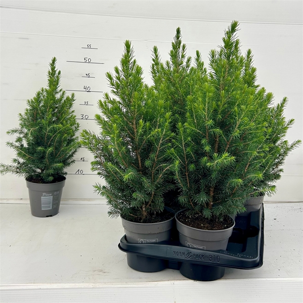 Picea Abies Conica