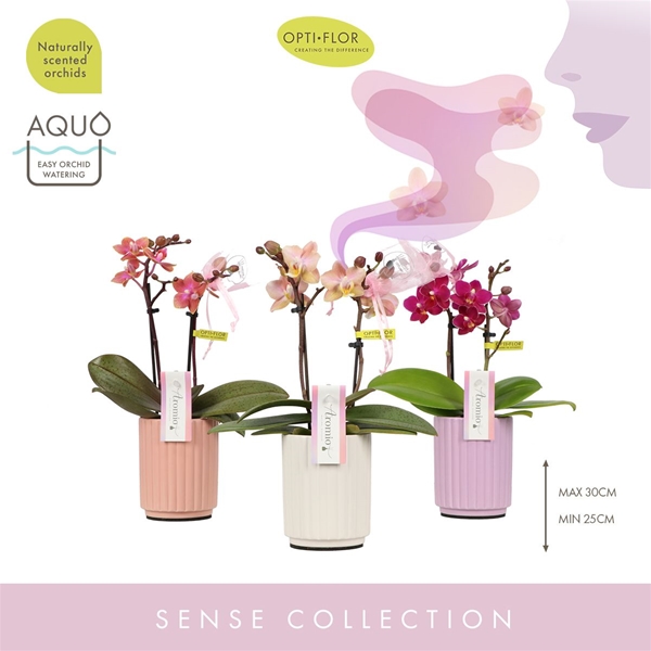 Phalaenopsis 2-t Aromio In Molise Aquo Mix