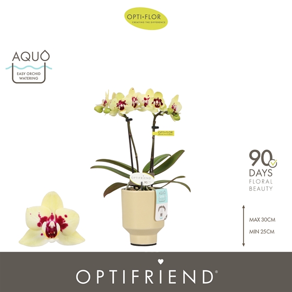 Phalaenopsis 2-t Anouk in Emilia Sand Aquo