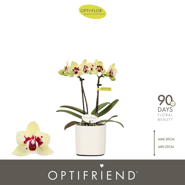 Phalaenopsis 2-t Anouk in Piemonte White