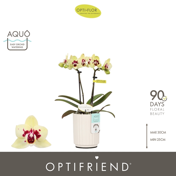 Phalaenopsis 2-t Anouk in Molise White Aquo