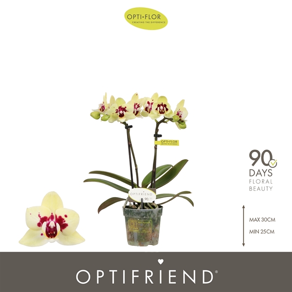 Phalaenopsis 2-t Anouk
