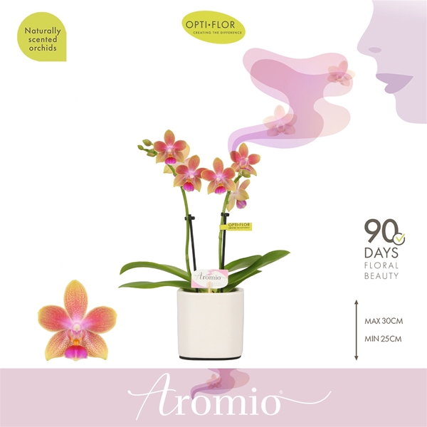 Phalaenopsis 2-t Aromio Spring in Piemonte White