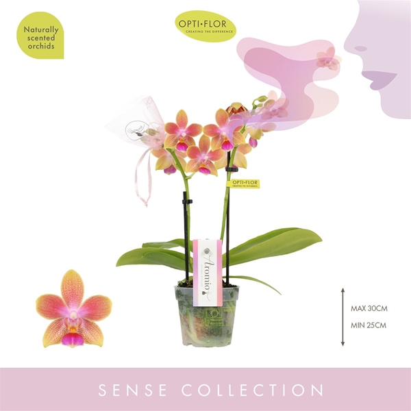 Phalaenopsis 2-t Aromio Spring 