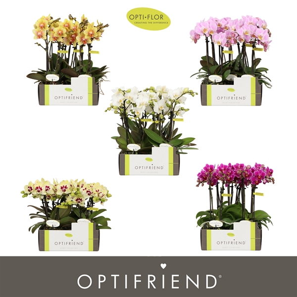 Phalaenopsis 2-t Mixlage