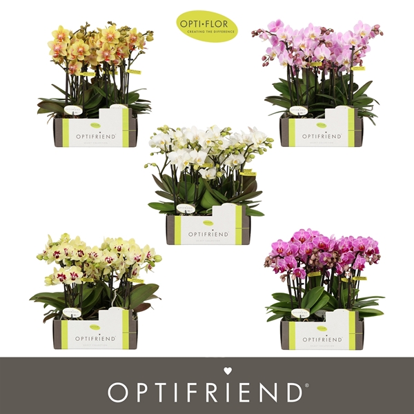 Phalaenopsis 3-t Mixlage