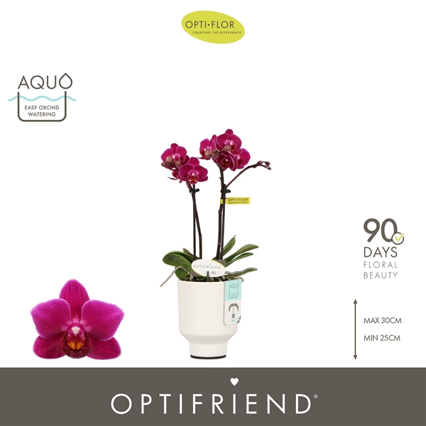 Phalaenopsis 2-t Emma in Emilia White Aquo