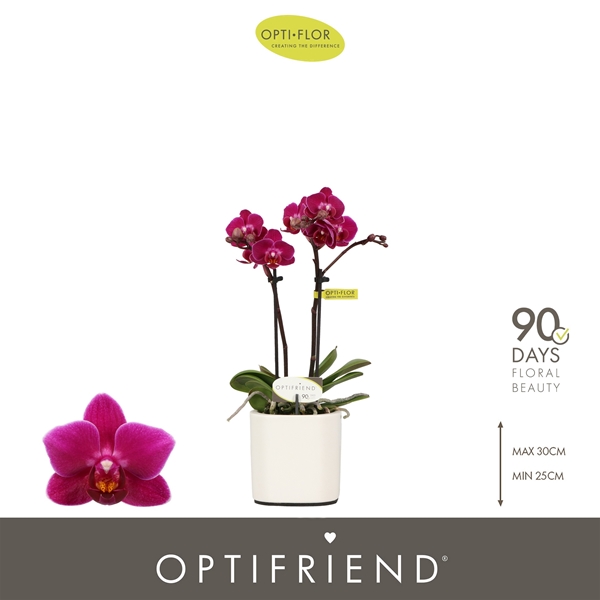Phalaenopsis 2-t Emma in Piemonte White