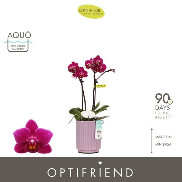 Phalaenopsis 2-t Emma in Molise Lilac Aquo