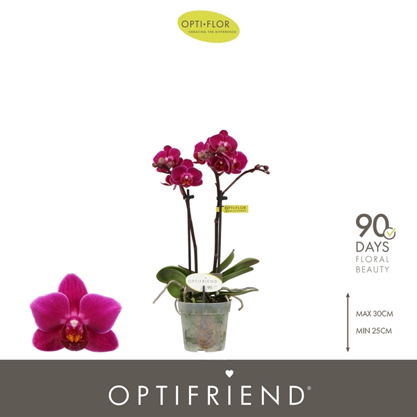 Phalaenopsis 2-t Emma