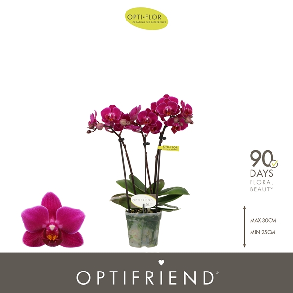 Phalaenopsis 3-t Emma