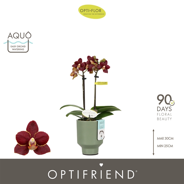 Phalaenopsis 2-t Esmee in Emilia Green Aquo