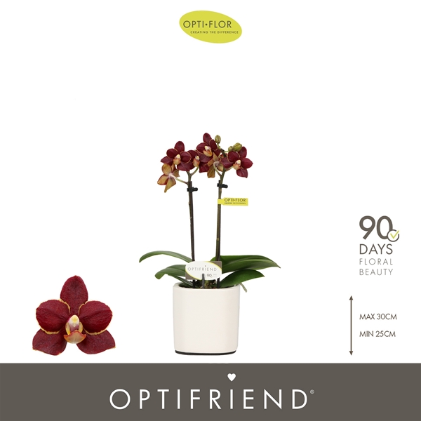 Phalaenopsis 2-t Esmee in Piemonte White