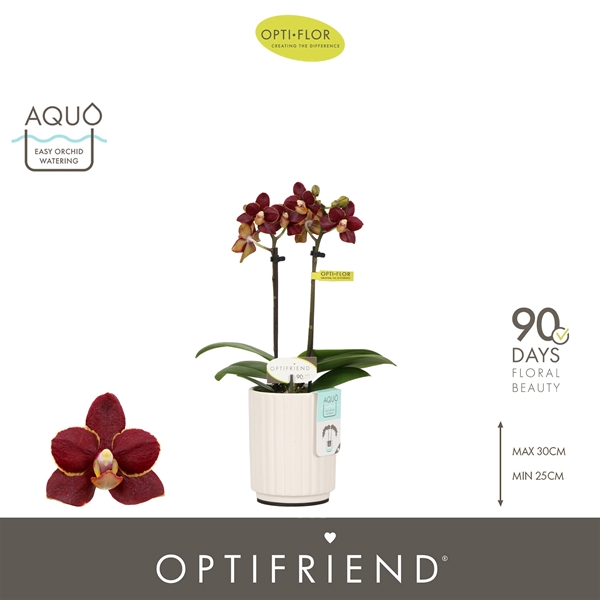 Phalaenopsis 2-t Esmee in Molise White Aquo