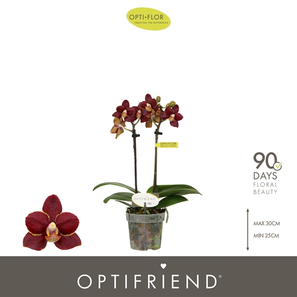 Phalaenopsis 2-t Esmee