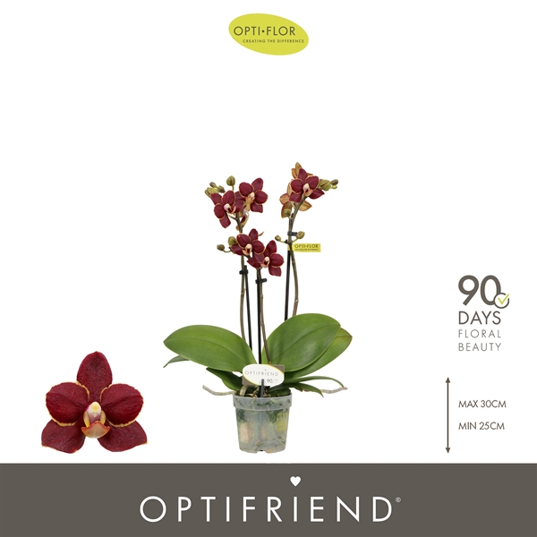 Phalaenopsis 3-t Esmee