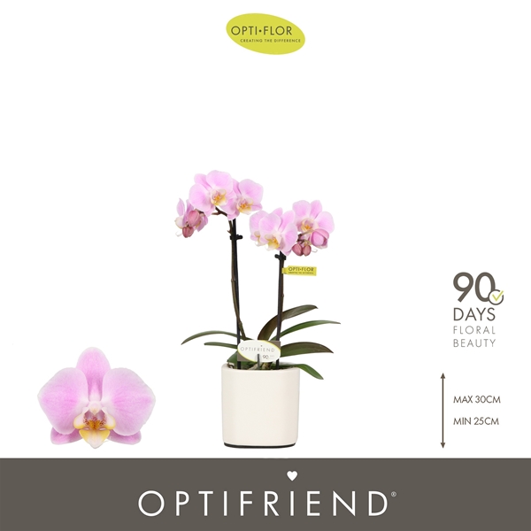 Phalaenopsis 2-t Fenna in Piemonte White