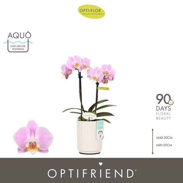 Phalaenopsis 2-t Fenna in Molise White Aquo