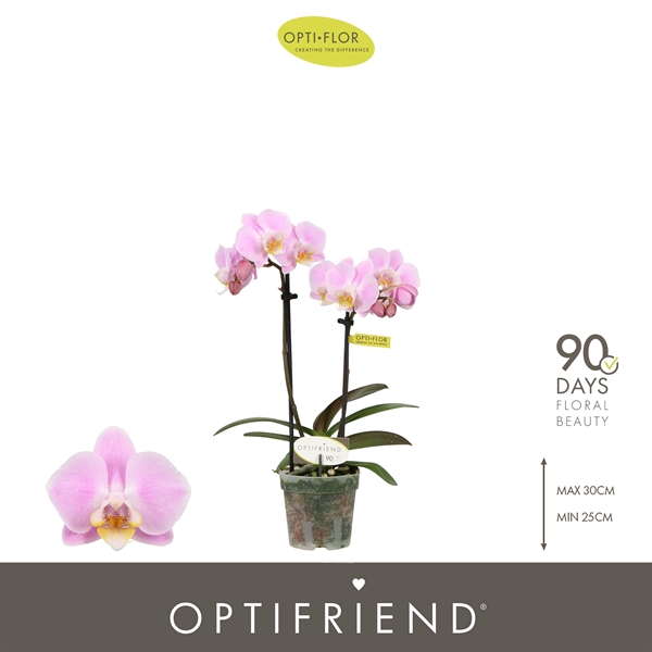 Phalaenopsis 2-t Fenna