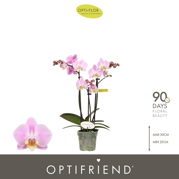 Phalaenopsis 3-t Fenna