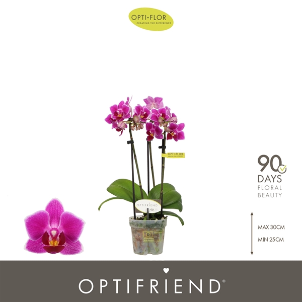 Phalaenopsis 3-t Fay
