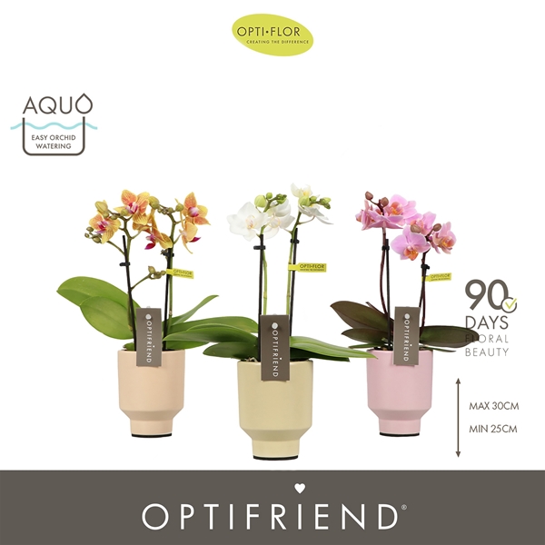 Phalaenopsis 2-t Mixtray in Emilia Mix Aquo