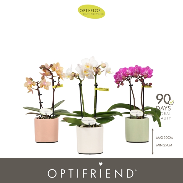 Phalaenopsis 2-t Mixtray in Piemonte Mix