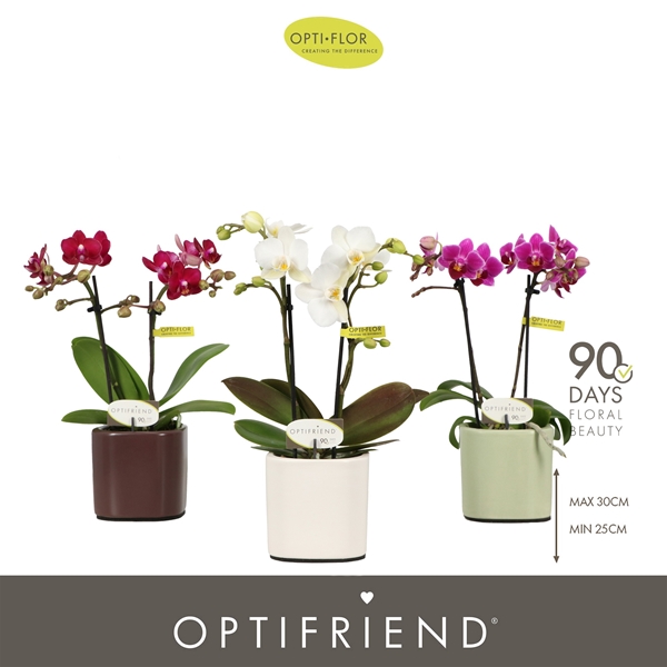 Phalaenopsis 2-t Mixtray in Piemonte Mix
