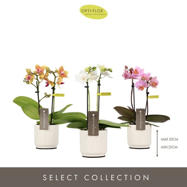 Phalaenopsis 2-t Mixtray in Piemonte White