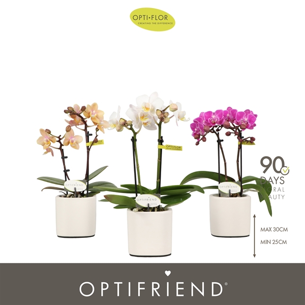 Phalaenopsis 2-t Mixtray in Piemonte White