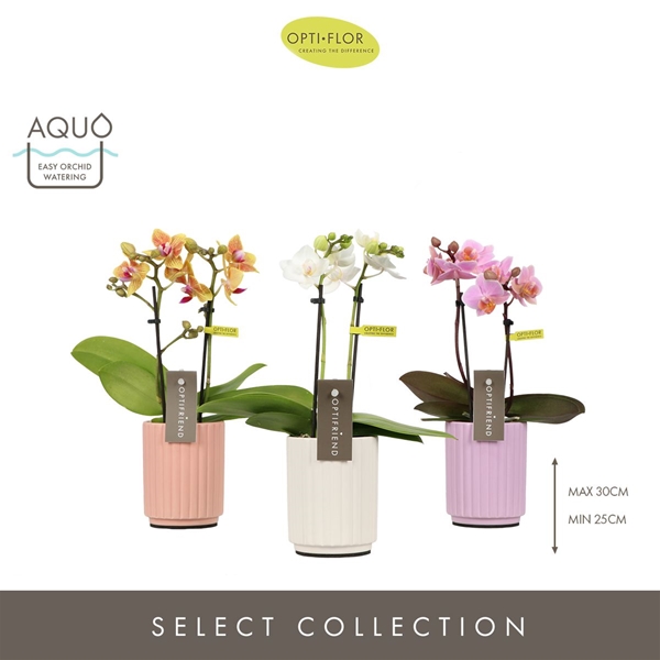 Phalaenopsis 2-t Mixtray in Molise Mix Aquo