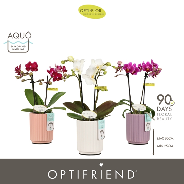 Phalaenopsis 2-t Mixtray in Molise Mix Aquo
