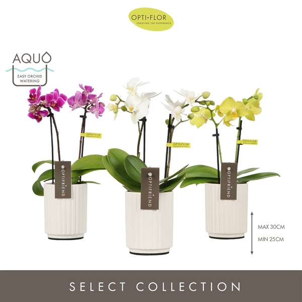 Phalaenopsis 2-t Mixtray in Molise White Aquo