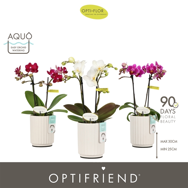 Phalaenopsis 2-t Mixtray in Molise White Aquo