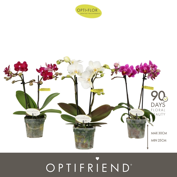Phalaenopsis 2-t Mixtray